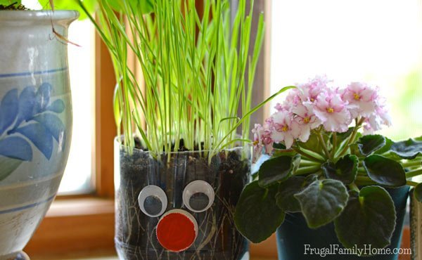 DIY-Chia-Pet-Plant-Grown