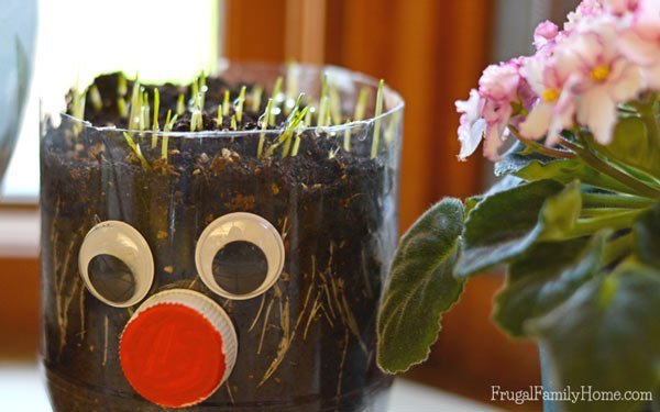 DIY-Chia-Pet-seeds-sprouted